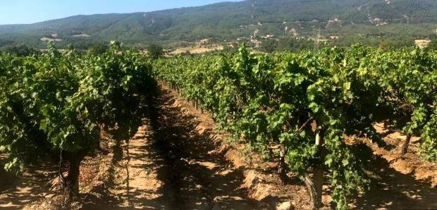 Yaşlanmayı durduran çekirdeksiz meyve. Bahçede kilosu 35 markette 100 TL - Resim: 7